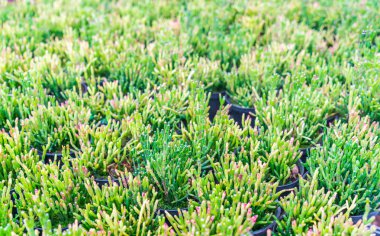 Güzel küçük kaktüs alan .