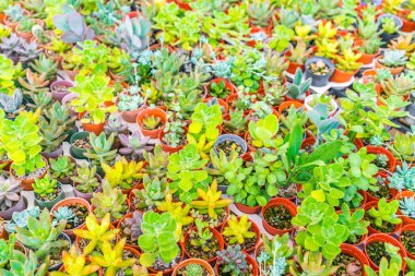 Güzel küçük kaktüs alan .