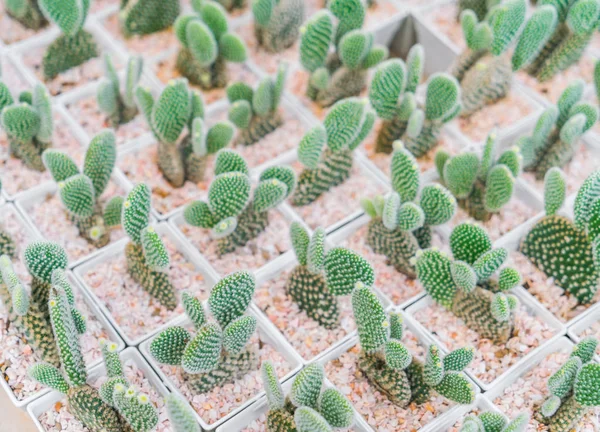 Beau petit champ de cactus  . — Photo