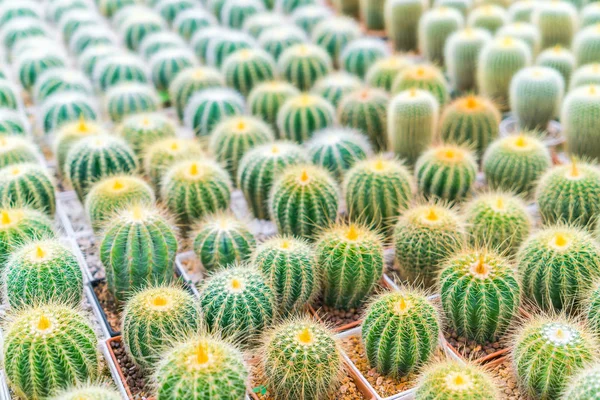 Piękne małe Kaktus pola . — Zdjęcie stockowe