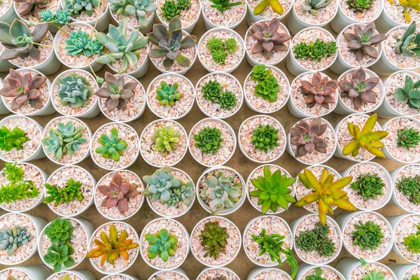 Hermoso pequeño campo de cactus  . —  Fotos de Stock