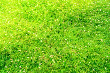 Güzel beyaz demet çiçek yeşil çim zemin üzerine .