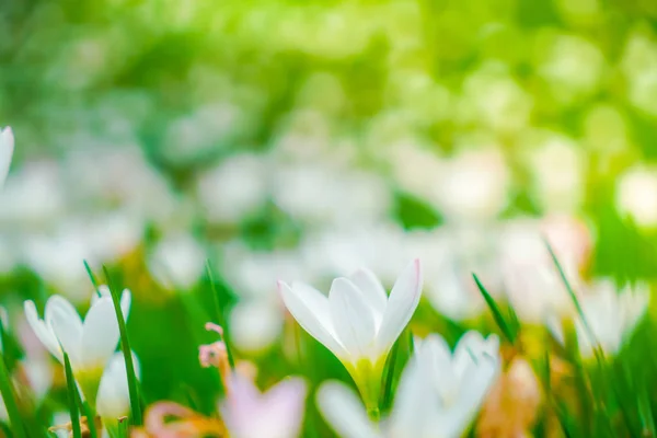 Mooie witte bos bloemen op groen gras achtergrond . — Stockfoto