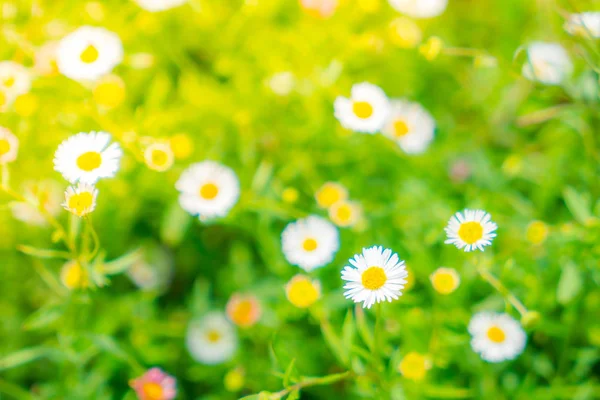 Beautiful White bunch flowers on green grass background . — Stock Photo, Image