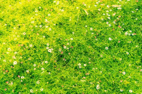 녹색 잔디 배경에서 아름 다운 흰 들 꽃 . — 스톡 사진