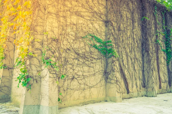 Antiguo muro de piedra con hojas rojas. (Imagen filtrada procesada vinta — Foto de Stock