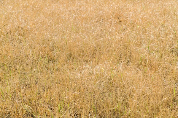 Сухое Травяное Поле Природа — стоковое фото