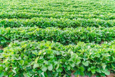 Çilek tarlası. Doğa arkaplanı.