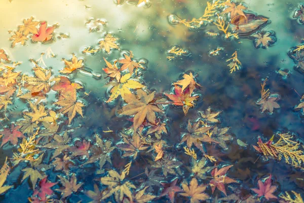 Feuille d'érable d'automne colorée sur l'eau (Processus d'image filtrée — Photo