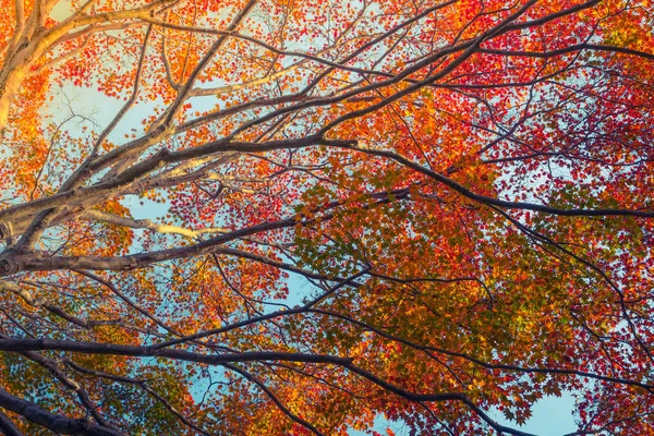 美しい紅葉 — ストック写真