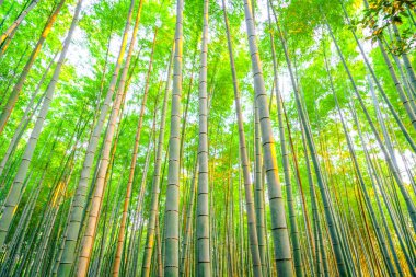 Bambu ormanı güneşli sabah