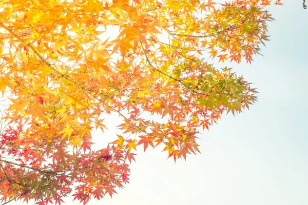 Schöne bunte Herbstblätter — Stockfoto