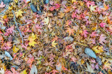 Taze bahar yeşil çimenlerin üzerinde kırmızı sarı sonbahar akçaağaç yaprakları