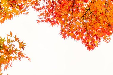 Güzel renkli sonbahar yaprakları