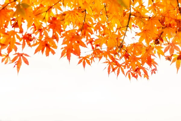 Güzel renkli sonbahar yaprakları — Stok fotoğraf