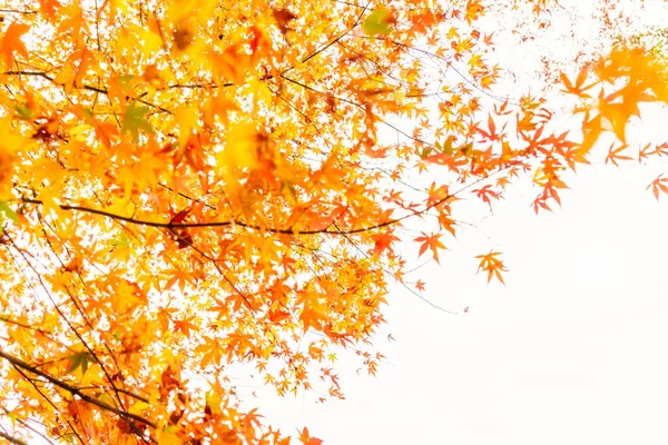 Mooie kleurrijke herfstbladeren — Stockfoto