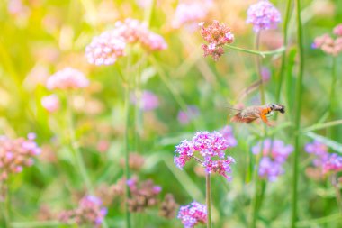 Güzel pembe demet çiçek yeşil çim zemin üzerine .