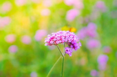 Güzel pembe demet çiçek yeşil çim zemin üzerine .