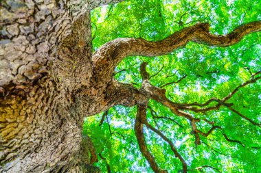 Orman ağaçları. doğa arka plan.