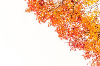 Güzel renkli sonbahar yaprakları