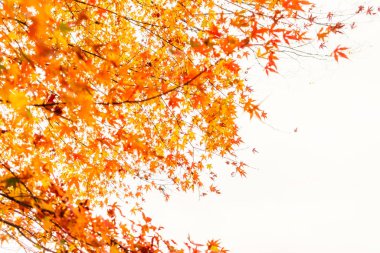 Güzel renkli sonbahar yaprakları