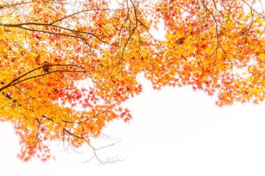 Güzel renkli sonbahar yaprakları