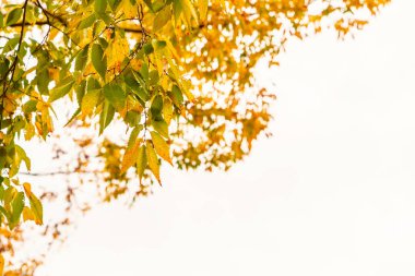 Güzel renkli sonbahar yaprakları