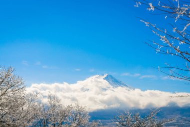 Dağ Fuji ağaçlar üzerinde buz kaplama ile