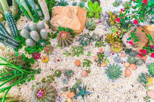 Hermoso pequeño campo de cactus  . —  Fotos de Stock
