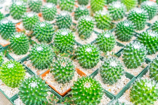 Bellissimo piccolo campo di cactus  . — Foto Stock