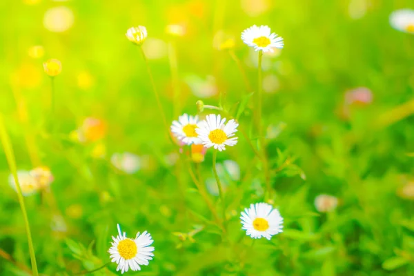 Beautiful White bunch flowers on green grass background . — Stock Photo, Image