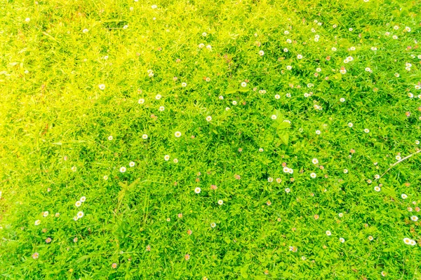 Lindas flores brancas em fundo de grama verde  . — Fotografia de Stock