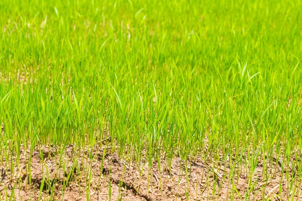 Zelené Rýžové Pole Pozadí Přírody — Stock fotografie