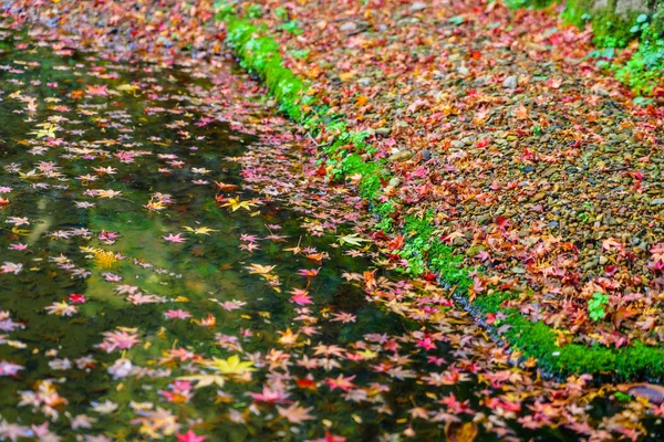 Барвистий Осінній кленовий лист на воді — стокове фото