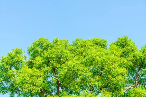 Lesní Stromy Přírodní Pozadí — Stock fotografie