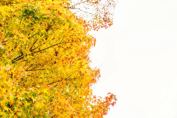 Schöne bunte Herbstblätter — Stockfoto