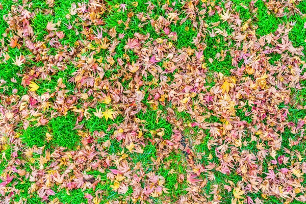 赤黄色の秋のカエデの葉が新鮮な春の緑の草の上 — ストック写真