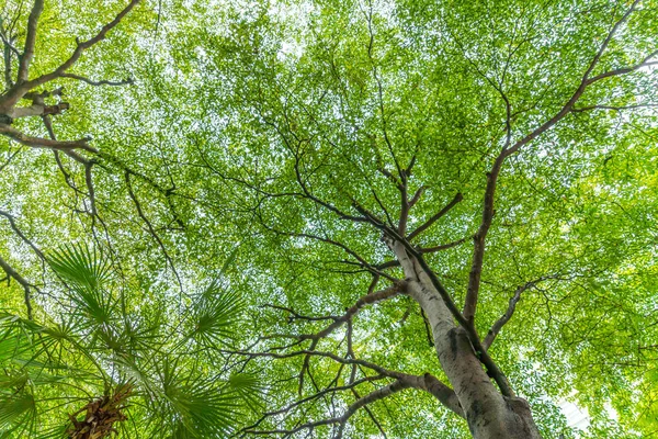 Alberi forestali in città  . — Foto Stock