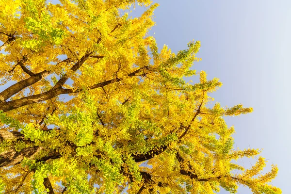 아름다운 단풍 잎 — 스톡 사진