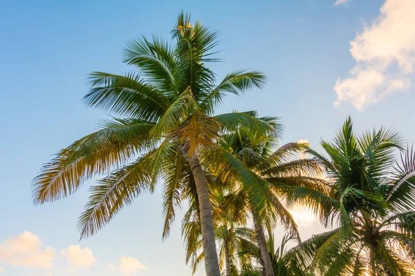 Kokosnussbaum über blauem Himmel . — Stockfoto