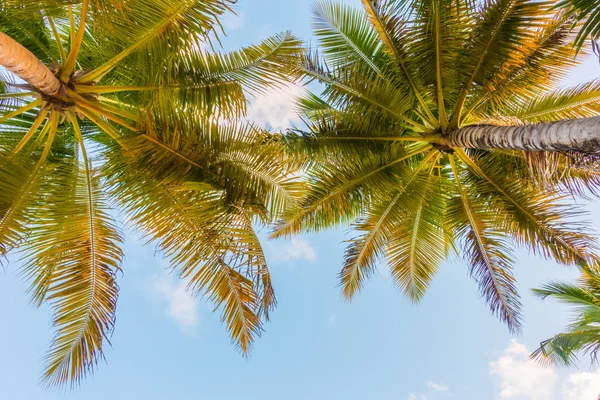 Kokosnussbaum über blauem Himmel . — Stockfoto