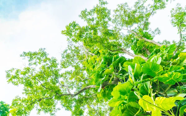 Gyönyörű zöld erdei fák . — Stock Fotó