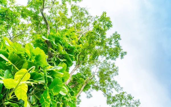 Schöne grüne Waldbäume . — Stockfoto