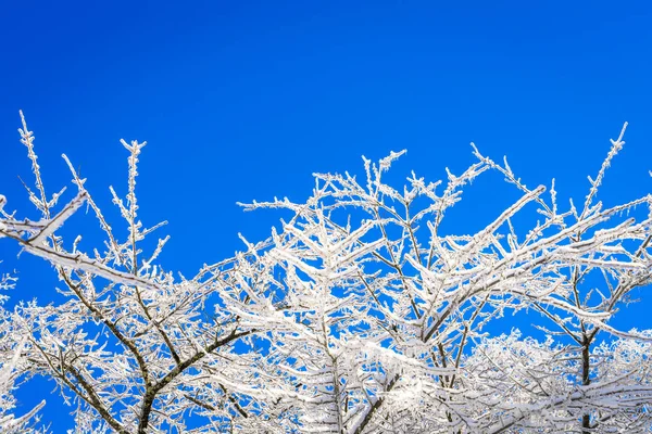 Arbres gelés en hiver avec ciel bleu — Photo