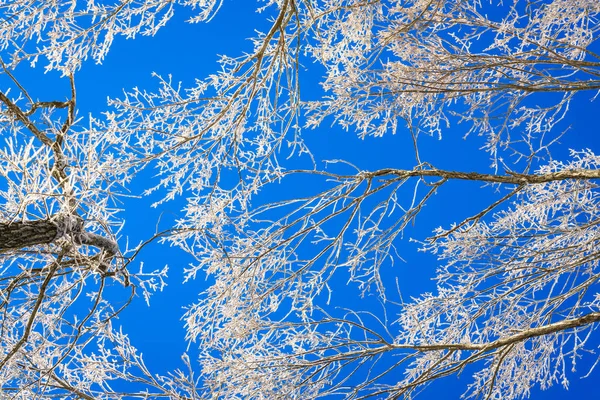 Arbres gelés en hiver avec ciel bleu — Photo