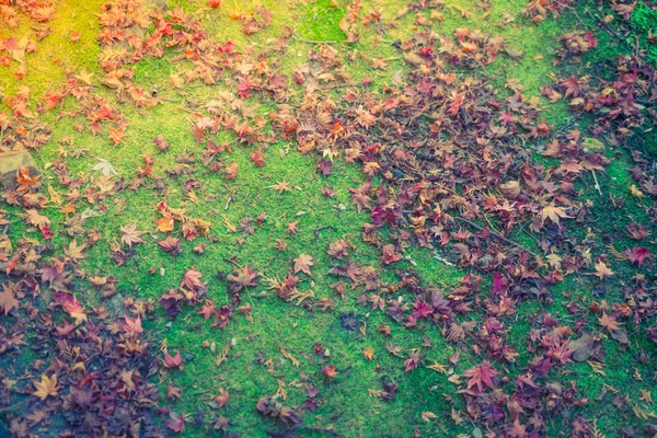 Red Yellow autumn maple leaves on fresh spring green grass — Stock Photo, Image