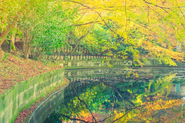 Bosque de otoño con río — Foto de Stock