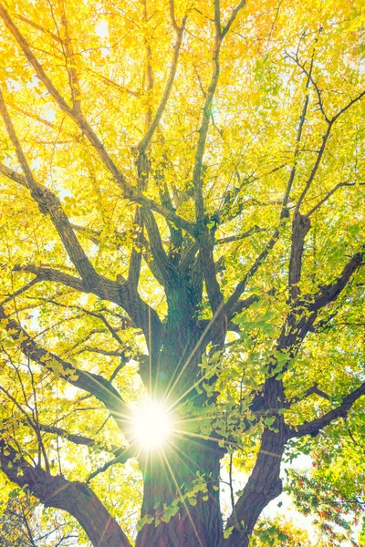 Belles feuilles d'automne colorées — Photo