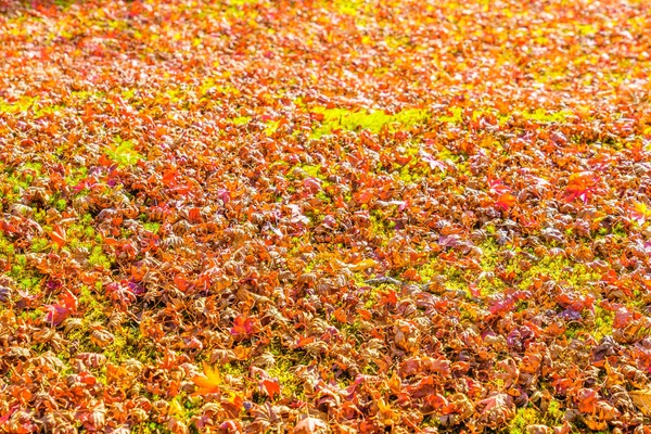 빨간색 노란색 신선한 봄 녹색 잔디에가 단풍 — 스톡 사진