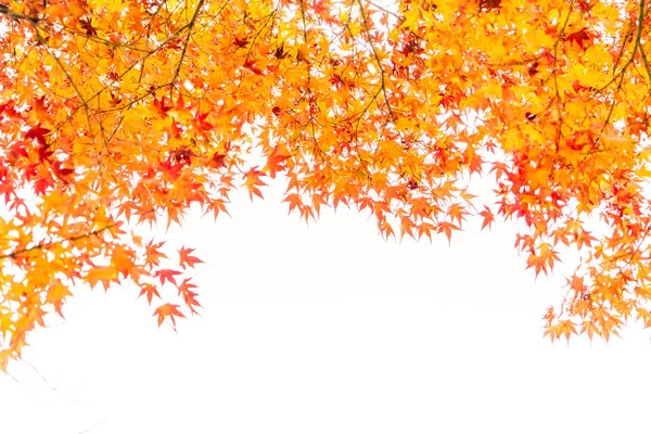 Güzel renkli sonbahar yaprakları